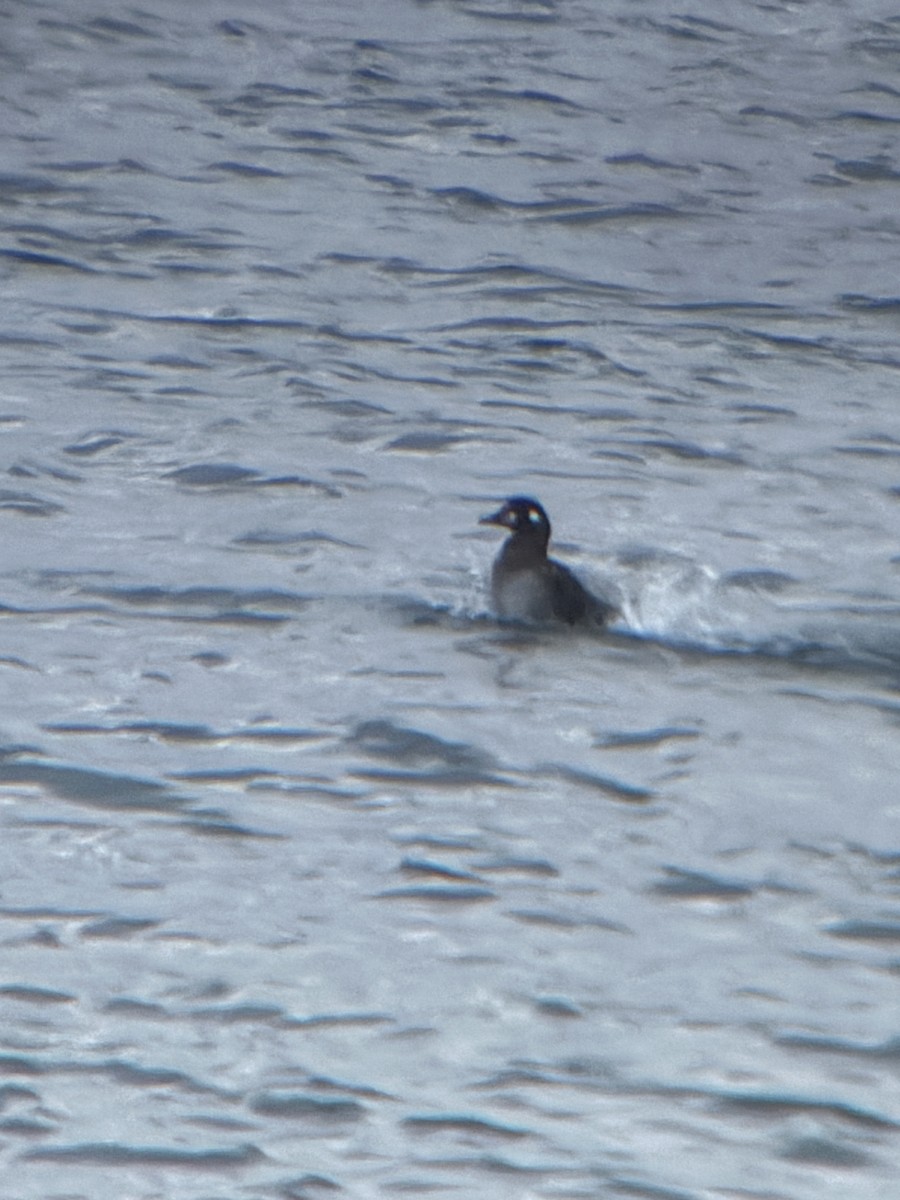 Harlequin Duck - ML644896005
