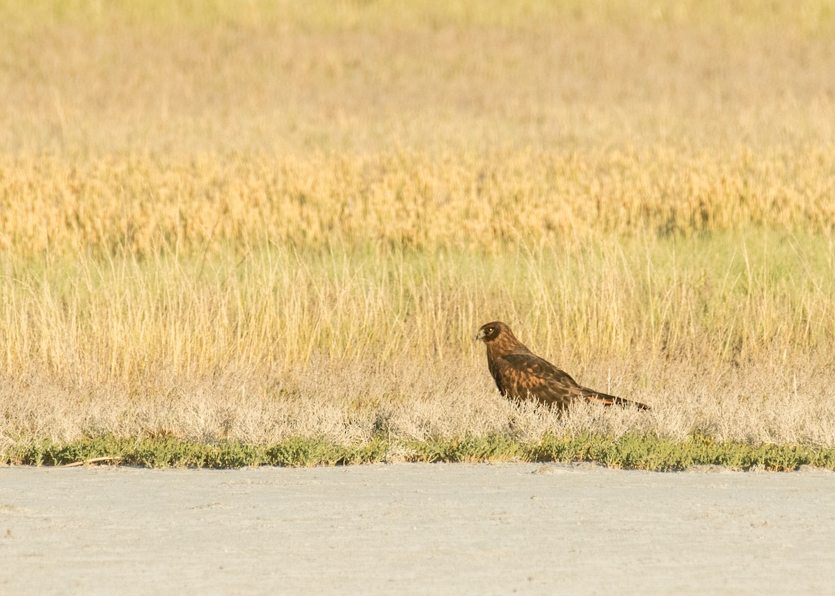 Northern Harrier - ML644896013