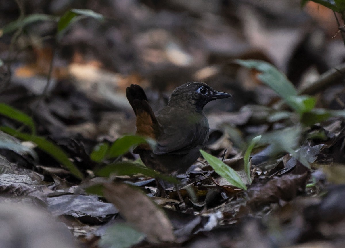 Black-faced Antthrush - ML644896023