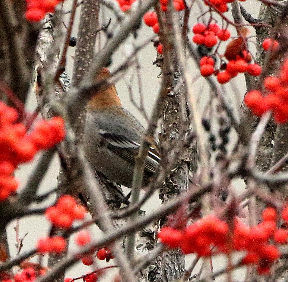 Pine Grosbeak - ML644896027