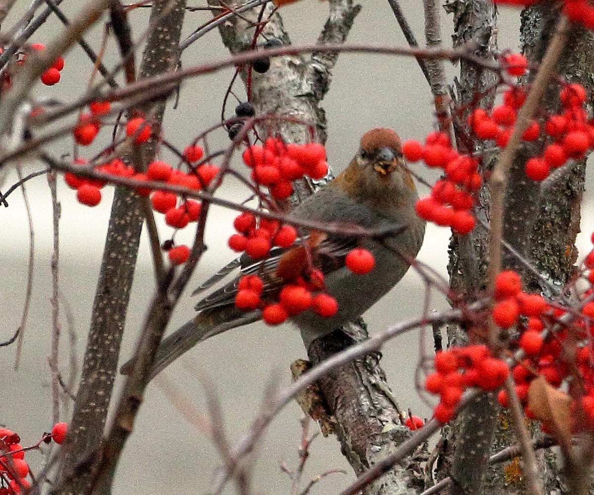 Pine Grosbeak - ML644896028