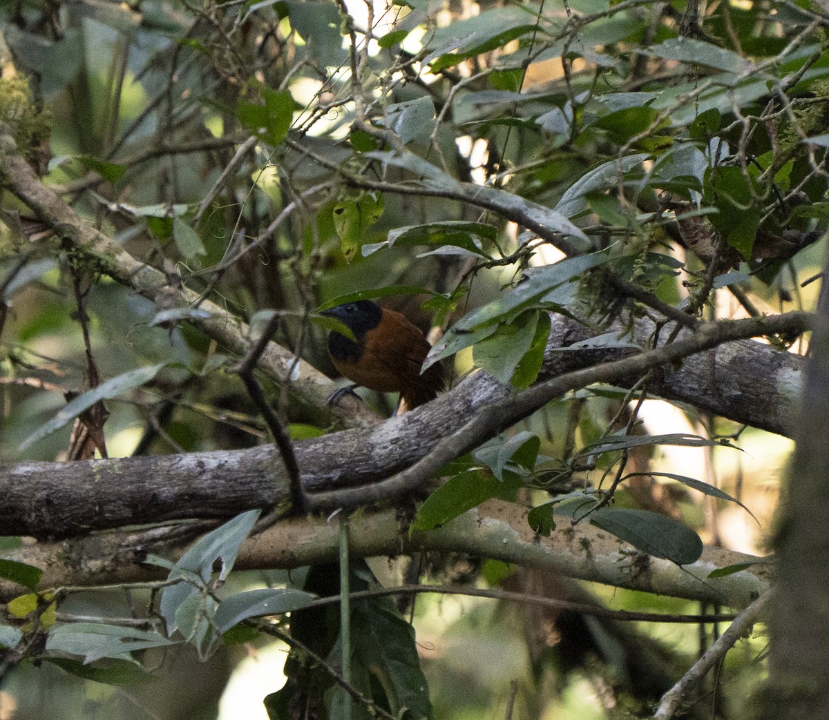 White-shouldered Antbird - ML644896040