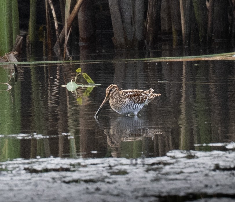 Wilson's Snipe - ML644896051