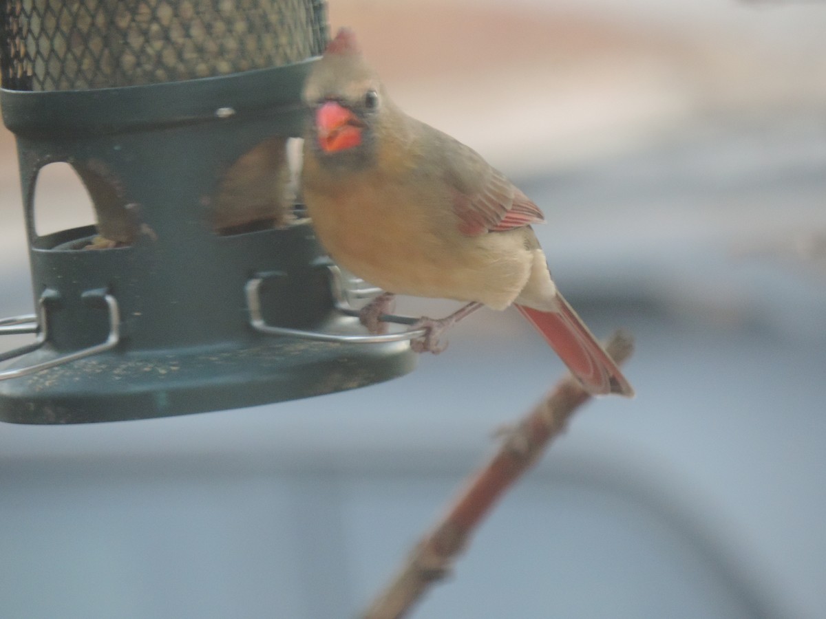 Northern Cardinal - ML644896052