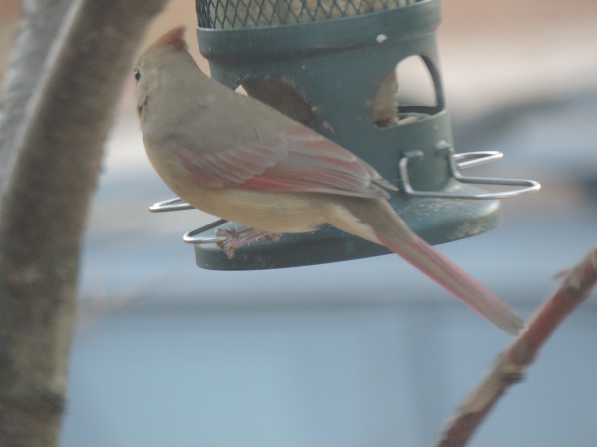 Northern Cardinal - ML644896053