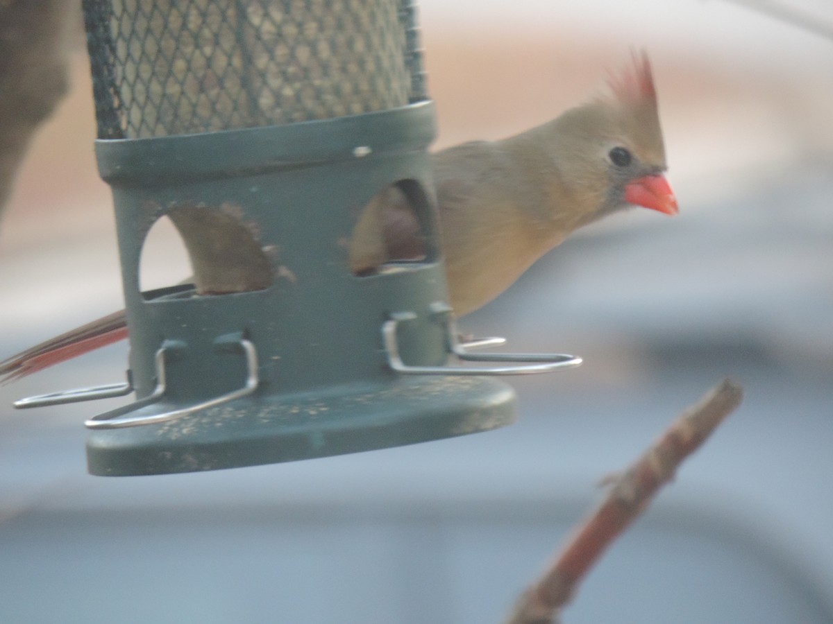 Northern Cardinal - ML644896054