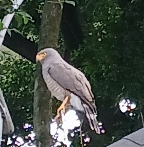 Yol Şahini - ML644896064