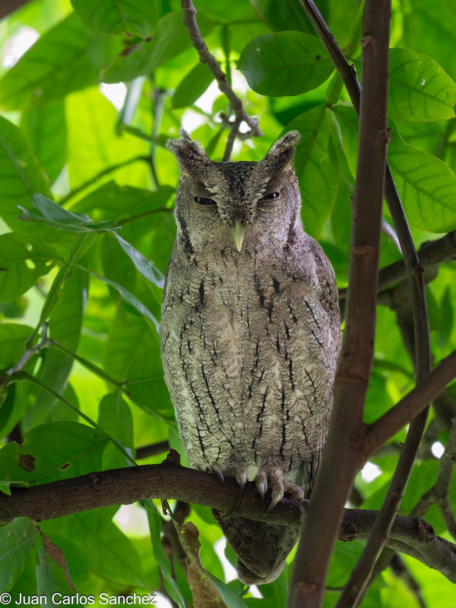 Pacific Screech-Owl - ML644896080