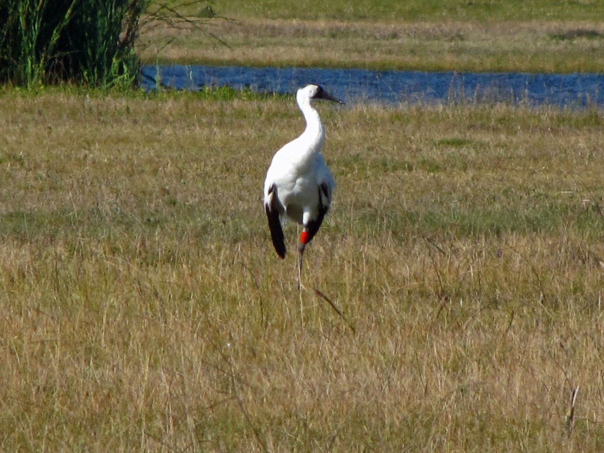 trompettrane - ML644896083