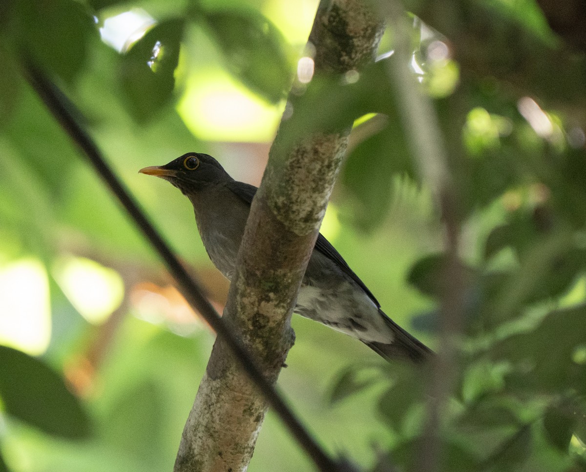 Lawrence's Thrush - ML644896088