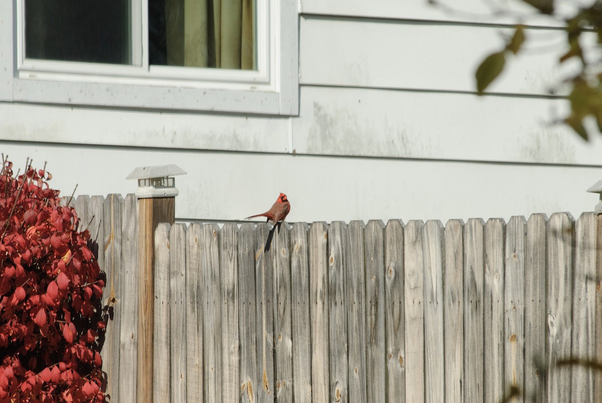 Northern Cardinal - ML644896090