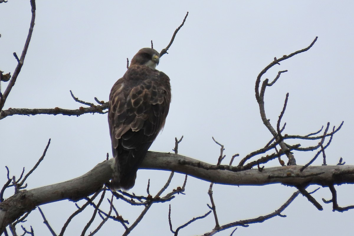 Swainson's Hawk - ML644896095