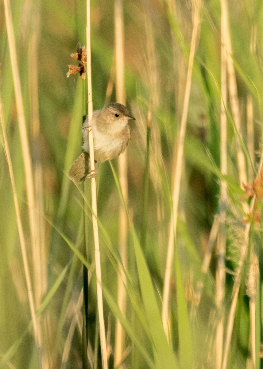 Marsh Wren - ML644896109