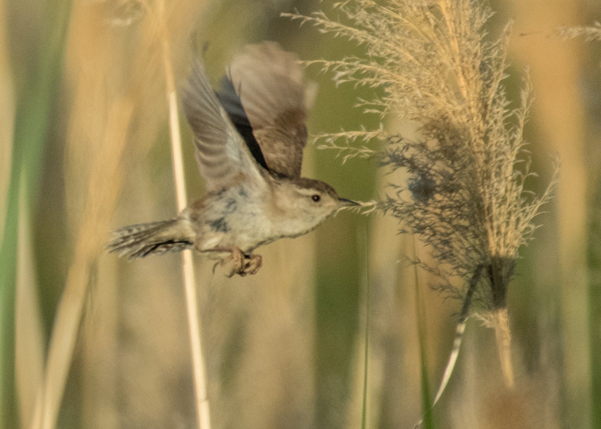 Marsh Wren - ML644896110