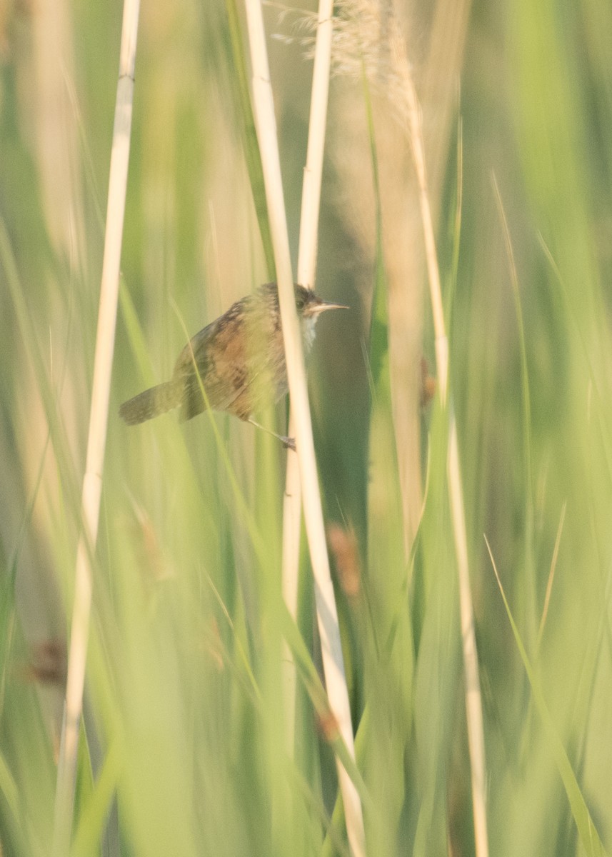 Marsh Wren - ML644896111