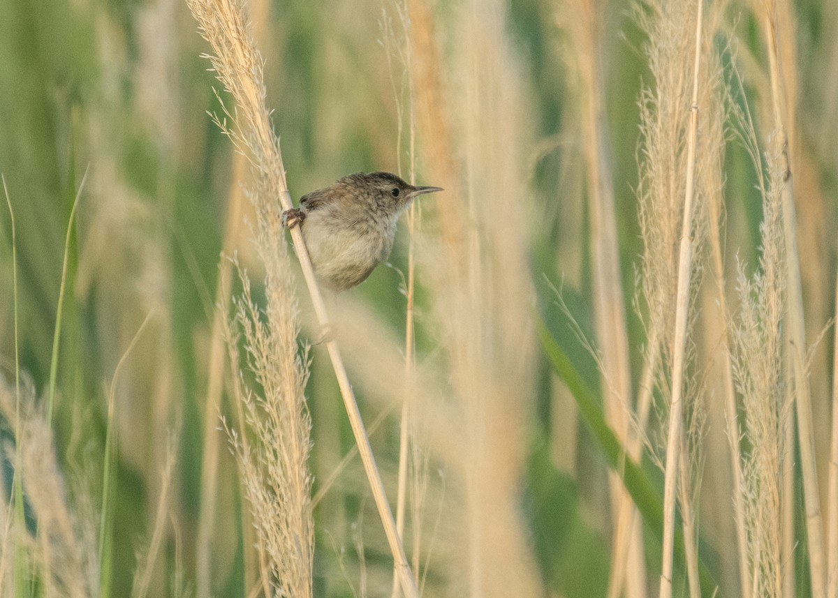 Marsh Wren - ML644896112