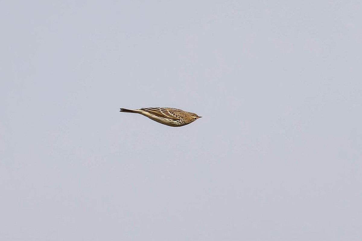 Red-throated Pipit - ML644896123