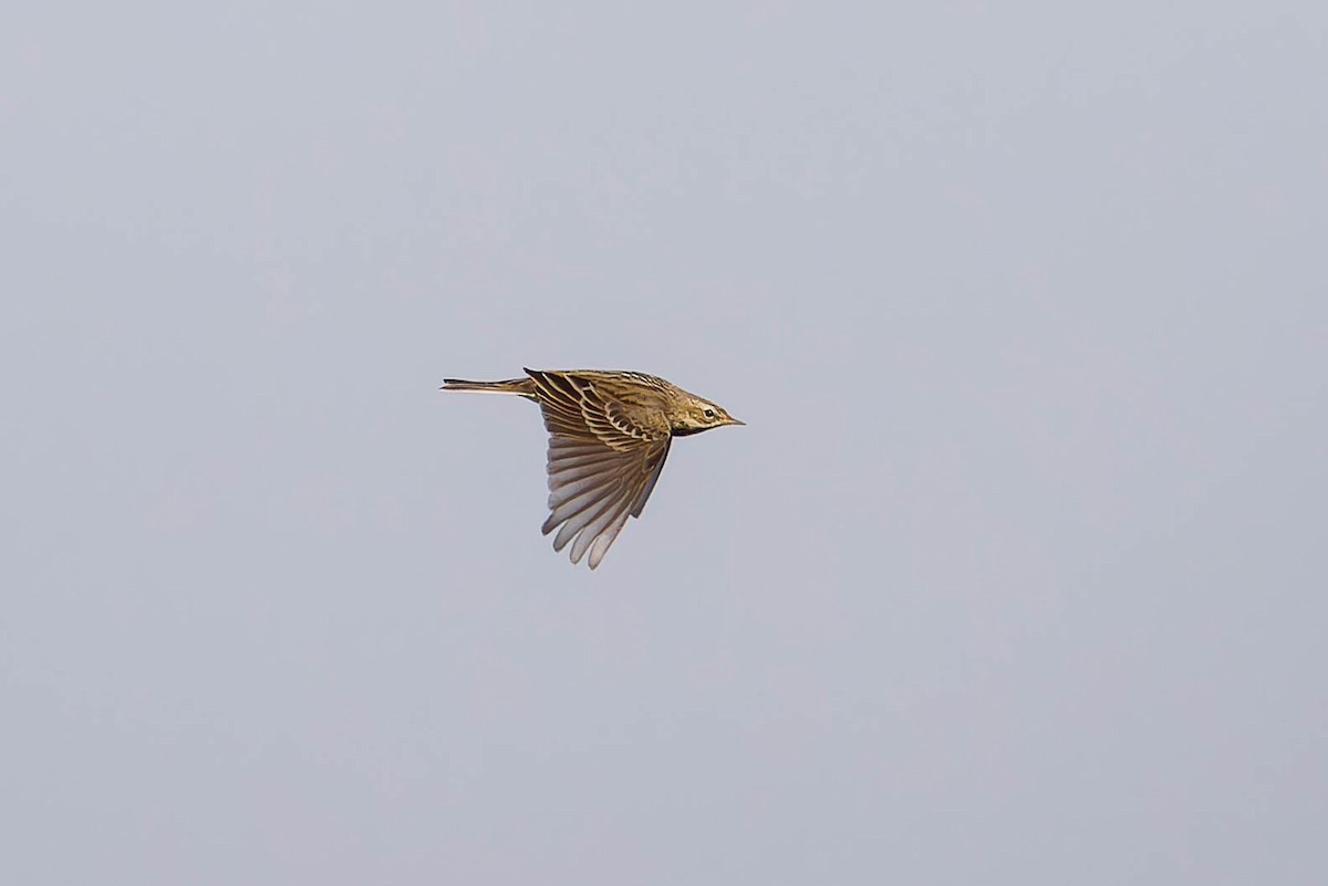 Red-throated Pipit - ML644896125