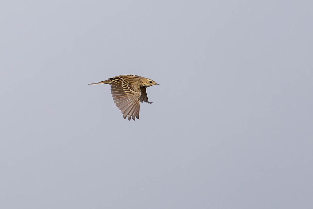Red-throated Pipit - ML644896126