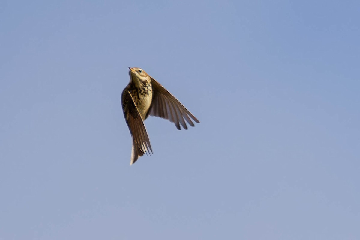 Red-throated Pipit - ML644896127