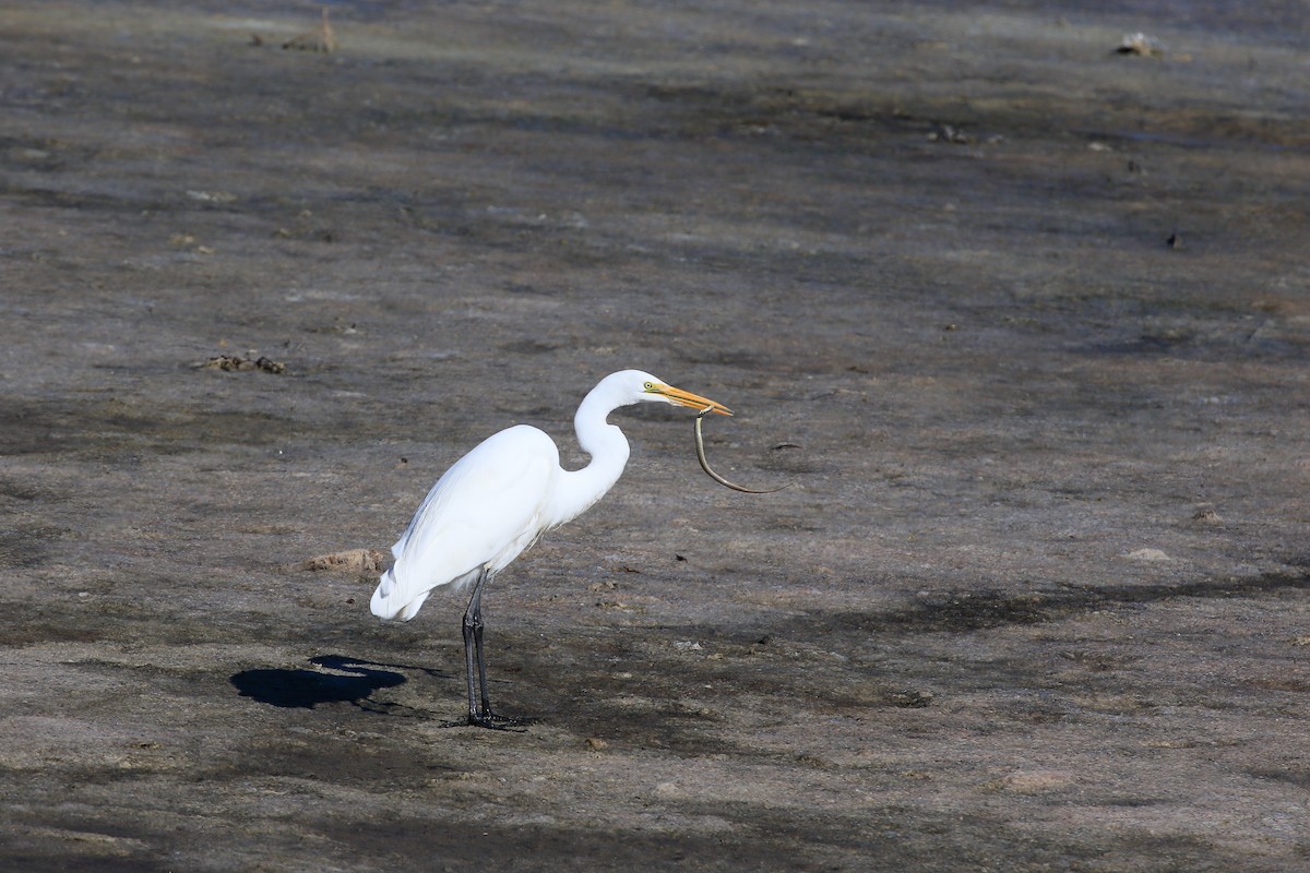 Garceta Grande - ML644896131