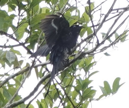 Hair-crested Drongo (White-eyed) - ML644896140