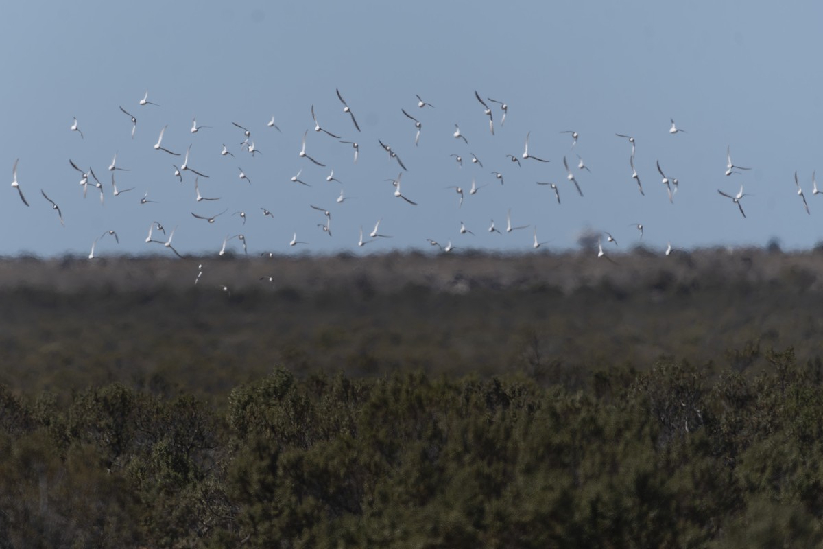 jespák tundrový - ML644896153