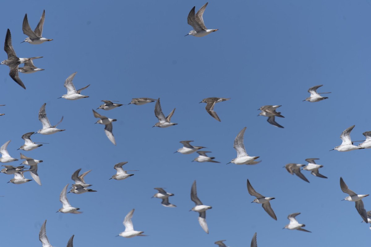 jespák tundrový - ML644896154