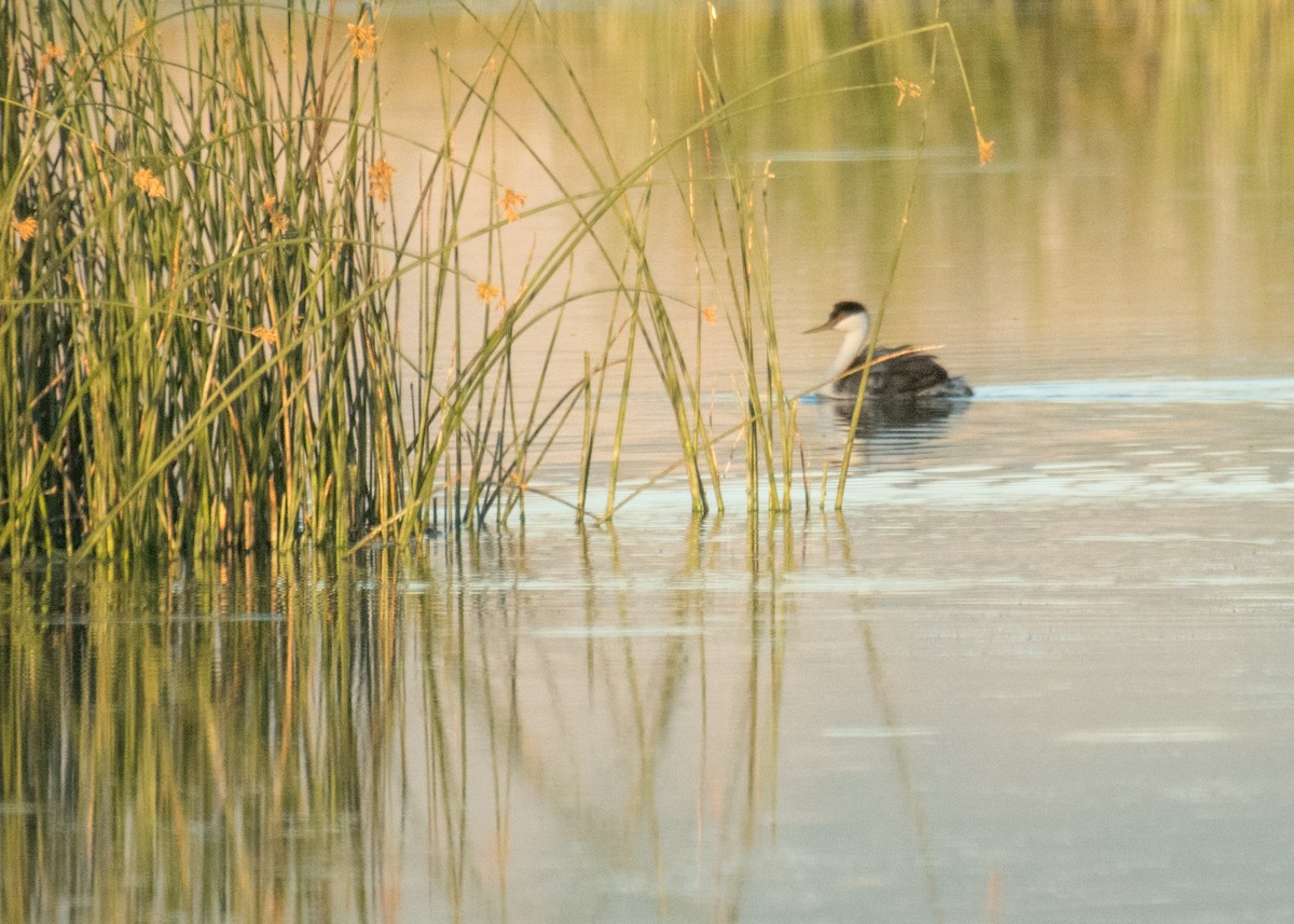Western Grebe - ML644896158