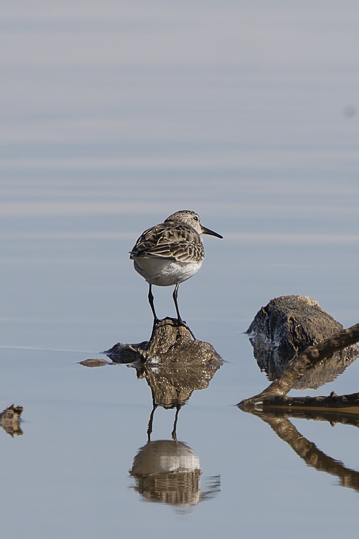 jespák tundrový - ML644896163