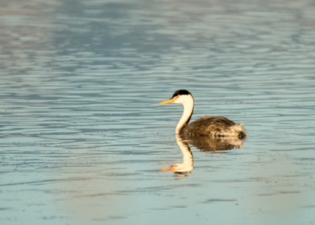 Clark's Grebe - ML644896174
