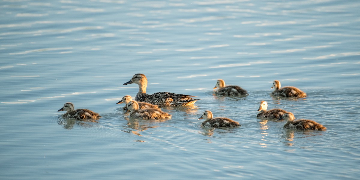 Anatinae sp. - ML644896192
