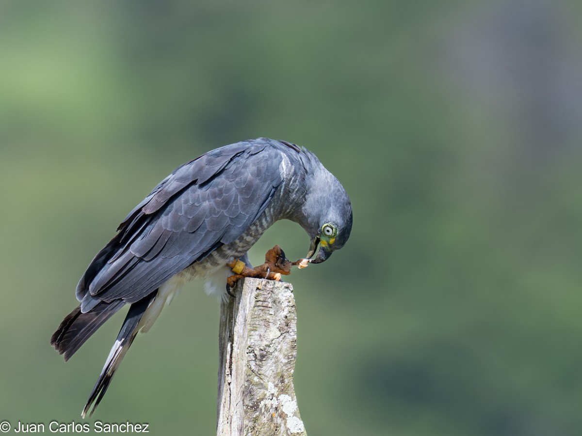 Hook-billed Kite - ML644896199
