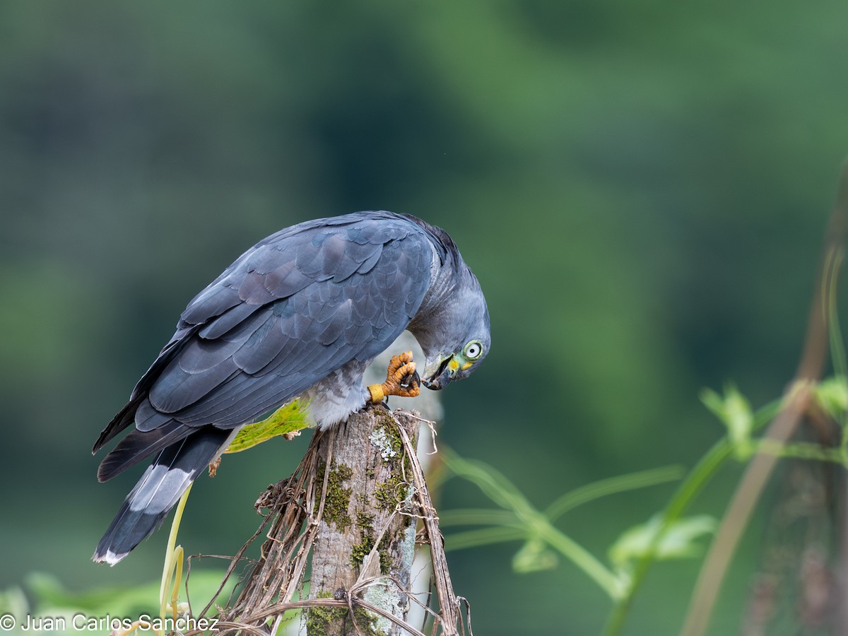 Hook-billed Kite - ML644896200