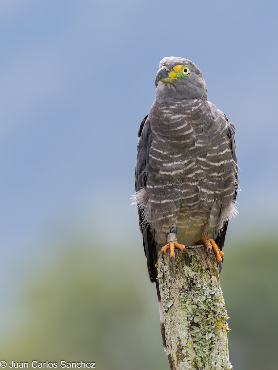 Hook-billed Kite - ML644896202