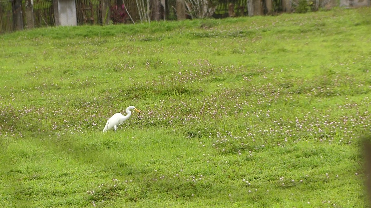 Garceta Grande - ML644896204