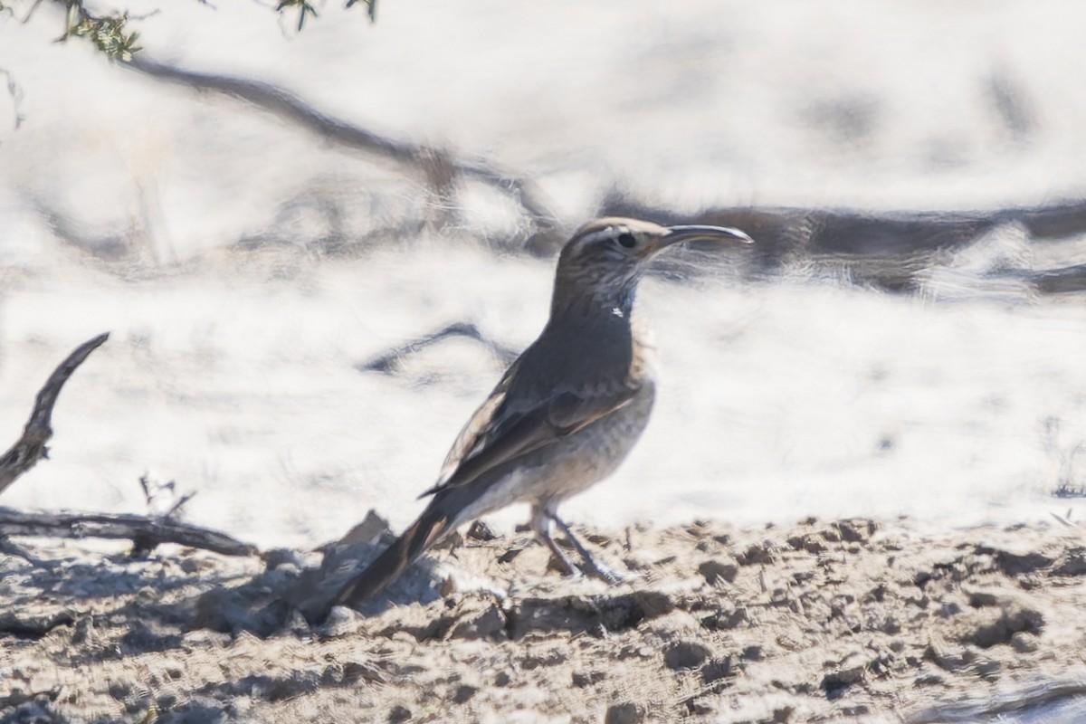 Scale-throated Earthcreeper - ML644896216