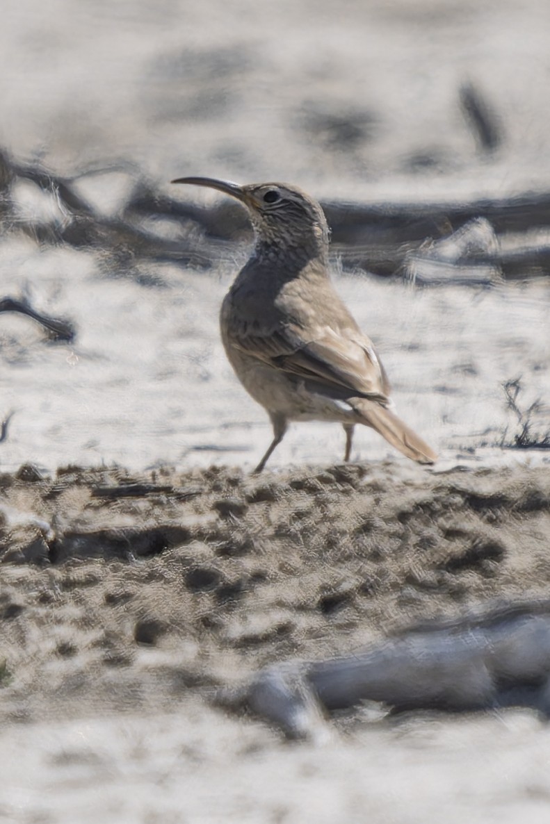 Scale-throated Earthcreeper - ML644896217