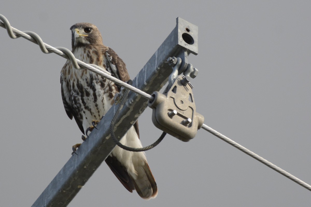 Red-tailed Hawk - ML644896220