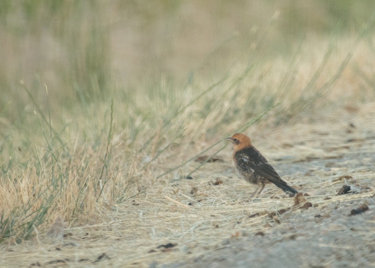 Yellow-headed Blackbird - ML644896225