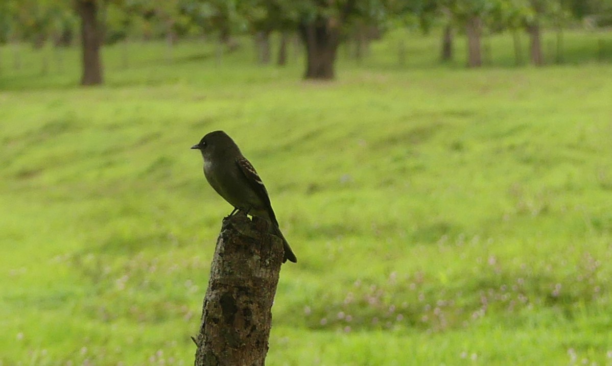 Blasskehl-Schnäppertyrann - ML644896226