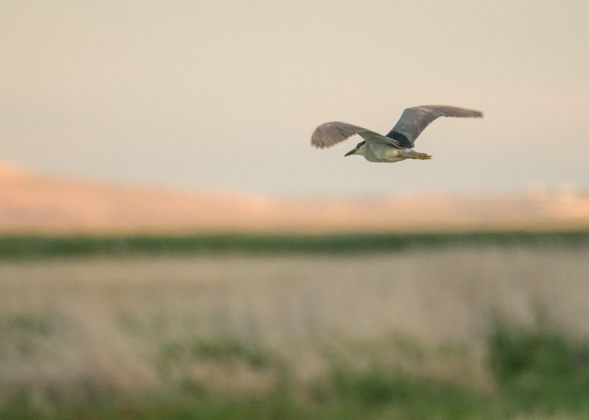 Nitticora - ML644896232