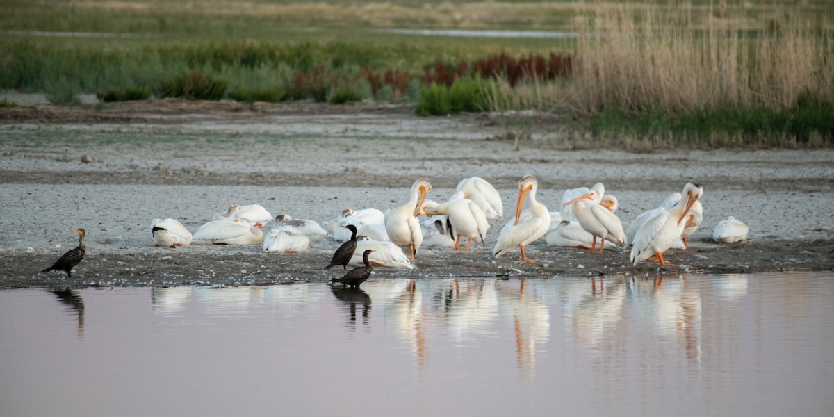 Double-crested Cormorant - ML644896248