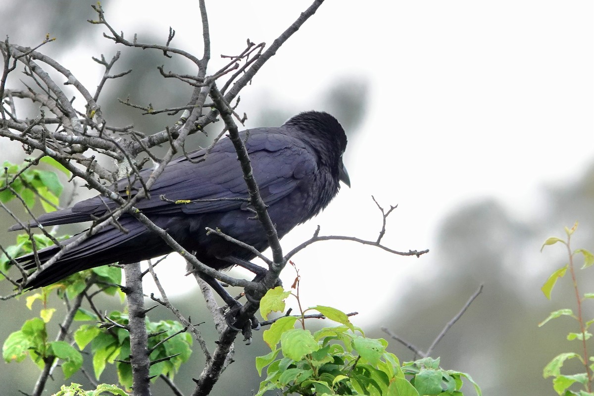 ミナミコワタリガラス - ML644896249