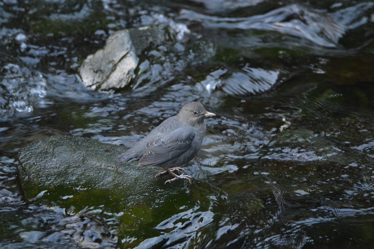 Ur-zozo iparramerikarra - ML644896250