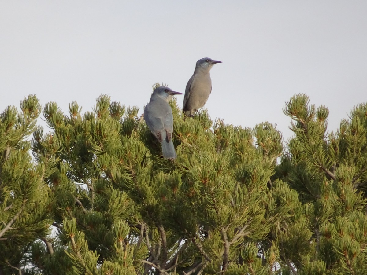 Chara Piñonera - ML644896253