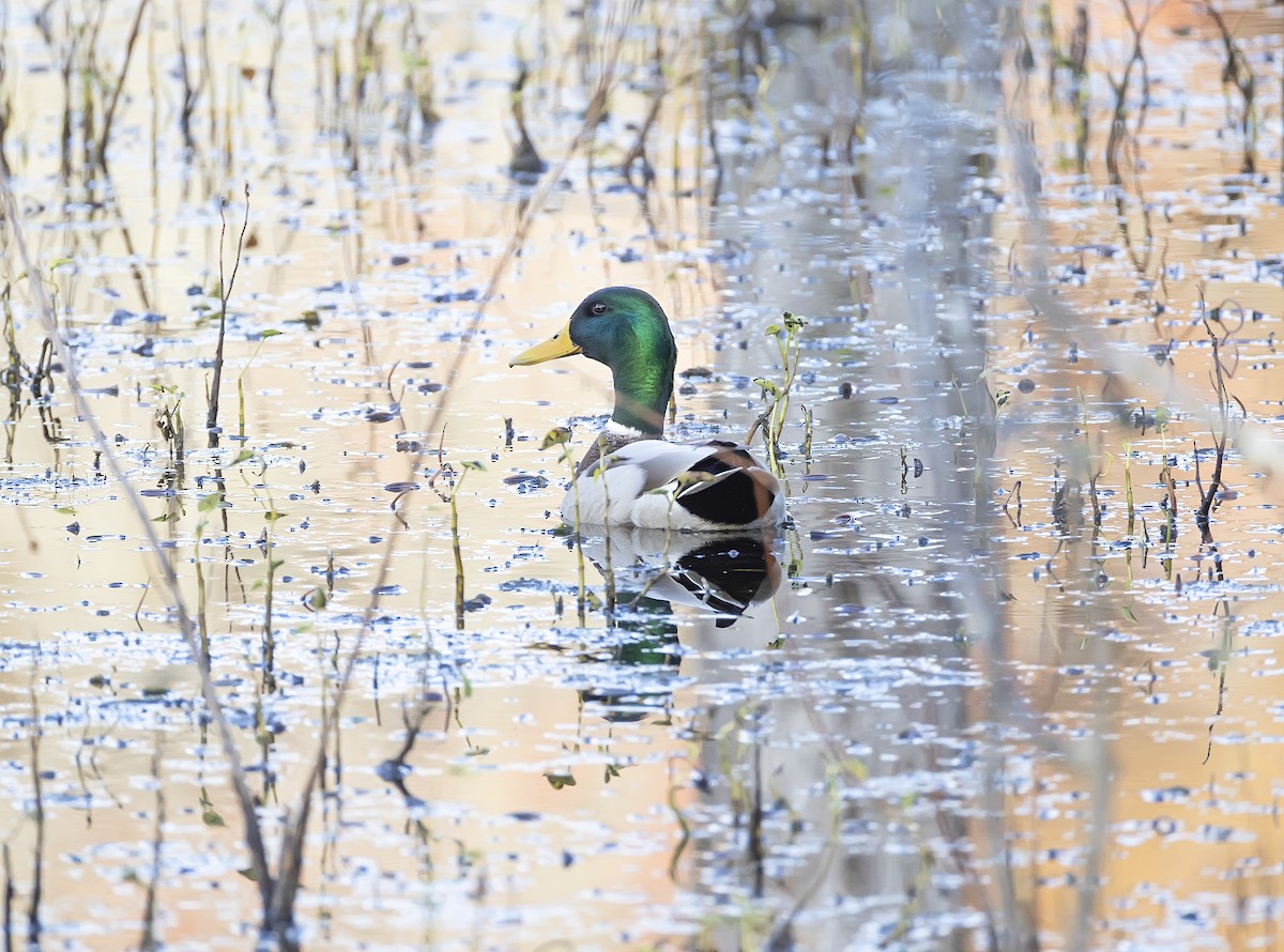 マガモ - ML644896265