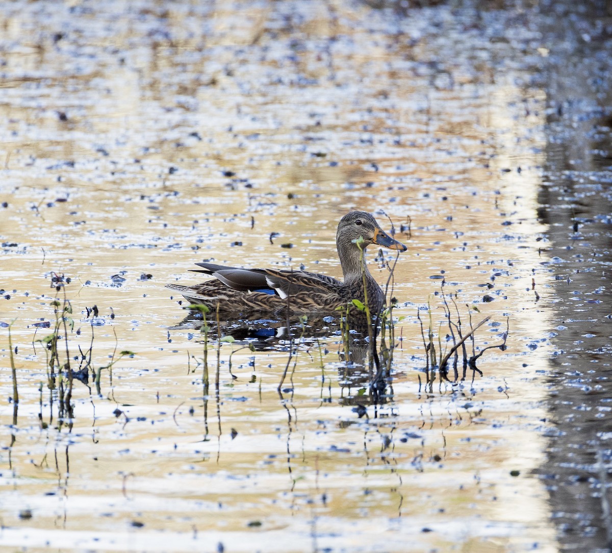 マガモ - ML644896266