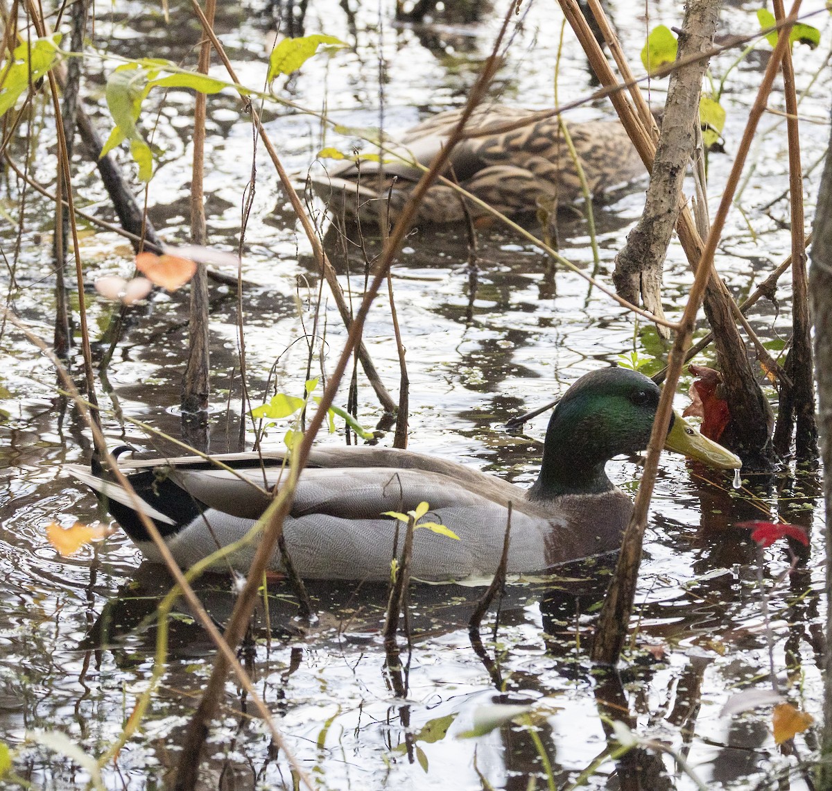 マガモ - ML644896268