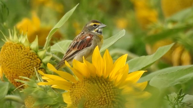 Sarılı Çinte - ML644896269